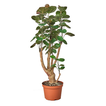 Aralia Fabian Stump &