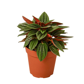 Peperomia Rosso - Ethereal Company-Indoor Plants