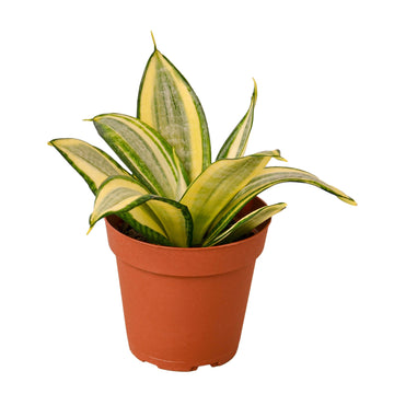 Snake Plant Gold Hahnii - Ethereal Company-Indoor Plants