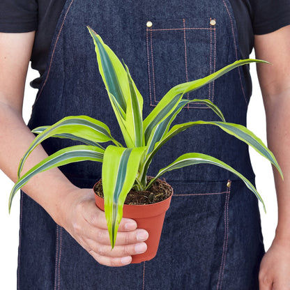Dracaena Deremensis &