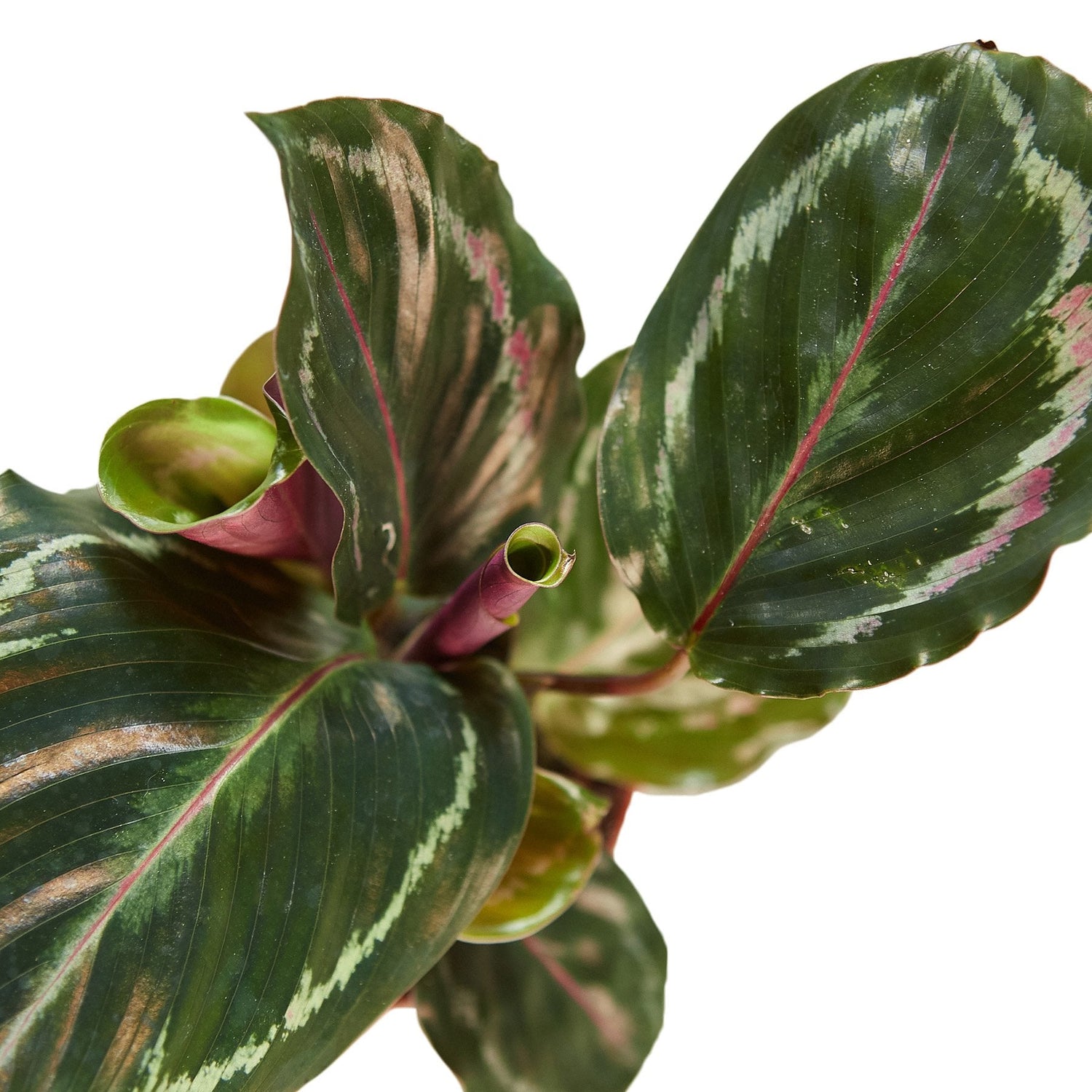 Calathea Roseopicta &