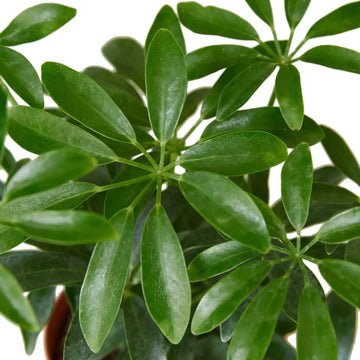 Schefflera Arboricola &
