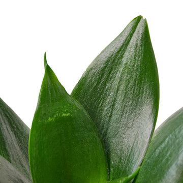 Snake Plant Jade - Ethereal Company-Indoor Plants