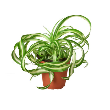Spider Plant &