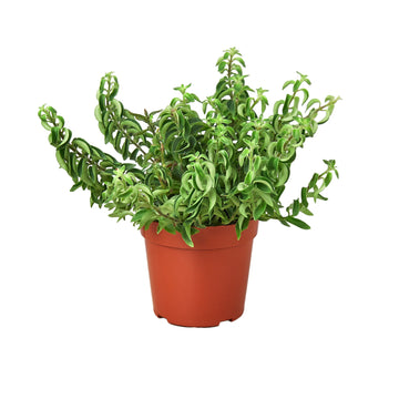 Curly Lipstick Plant - Ethereal Company-Indoor Plants