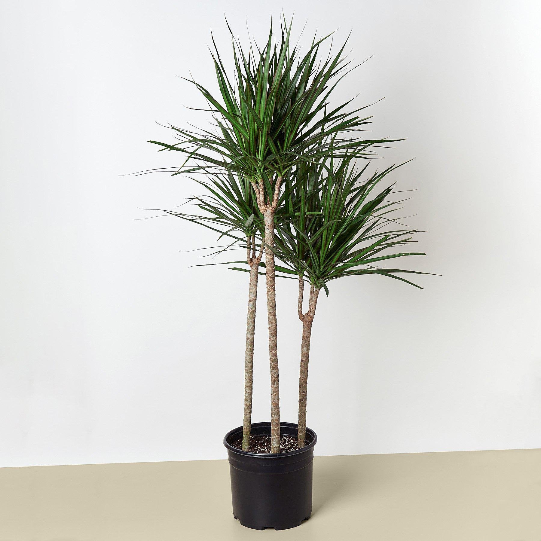 Dracaena &