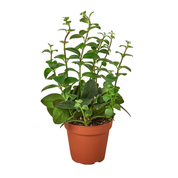 Lipstick Plant - Ethereal Company-4&quot; Plant