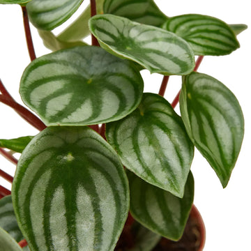 Peperomia Watermelon - Ethereal Company-4" Plant