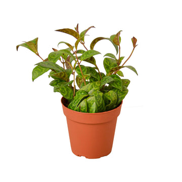 Lipstick Black Pagoda - Ethereal Company-4&quot; Plant