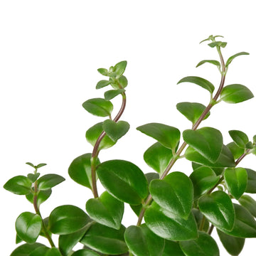 Lipstick Plant - Ethereal Company-4&quot; Plant