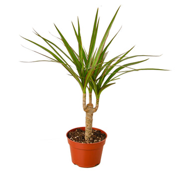 Dracaena Marginata Cane - Ethereal Company-Indoor Plants