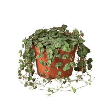 Succulent &