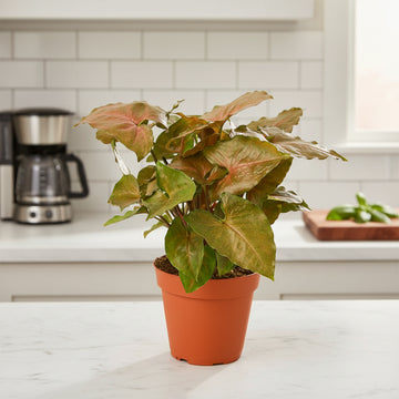 Syngonium Merry - Ethereal Company4" Plant