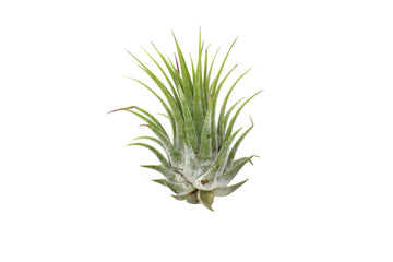 Tillandsia Air Plant Ionantha - 25 Pack - Ethereal CompanyAir Plants ($4 Ship/12oz)