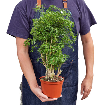 Aralia Ming Stump Plant - Ethereal Company-Default