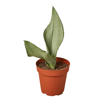 Snake Plant Moonshine - Ethereal CompanyIndoor Plants