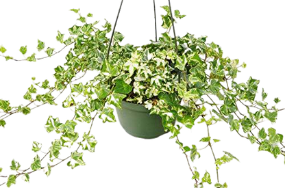 English Ivy &