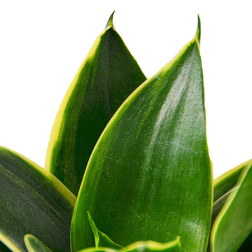 Snake Plant Emerald Star - Ethereal Company-4" Plant