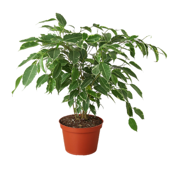 Ficus &