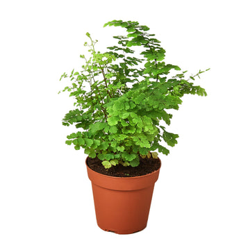 Maidenhair Fern - Ethereal Company-Indoor Plants