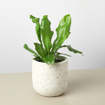 Hera Planter - 5.25 Inch - Ethereal CompanyPots &amp; Planters