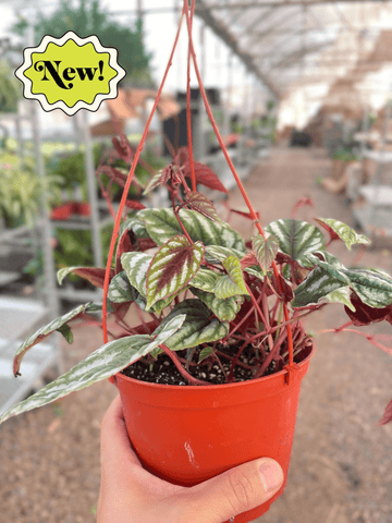 Begonia Rex Vine - 6&quot; Pot - Ethereal Company