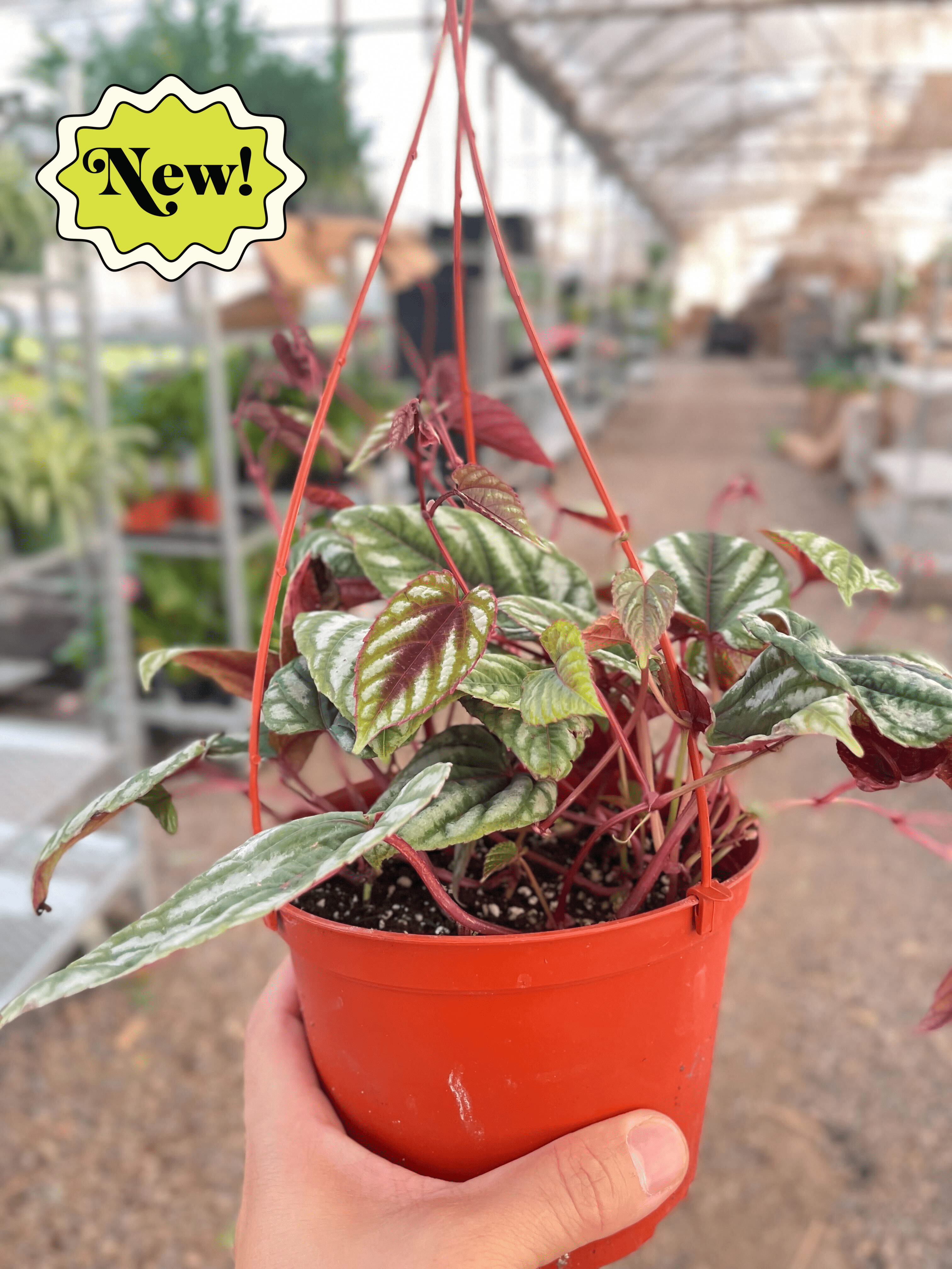 Begonia Rex Vine - 6&quot; Pot - Ethereal Company