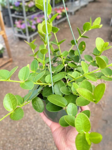 Hoya Cumingiana - Ethereal Company-4&quot; Plant