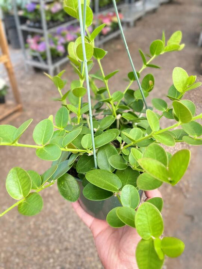 Hoya Cumingiana - Ethereal Company-4&quot; Plant