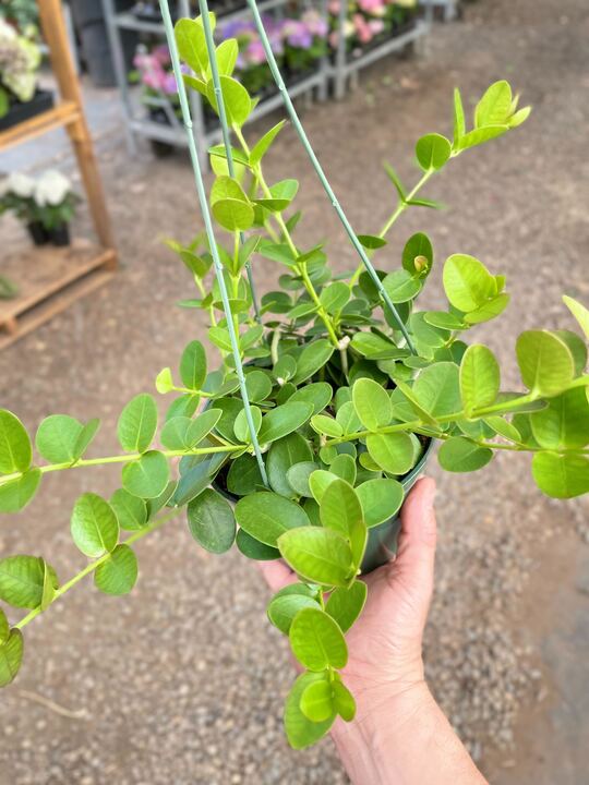 Hoya Cumingiana - Ethereal Company-4&quot; Plant