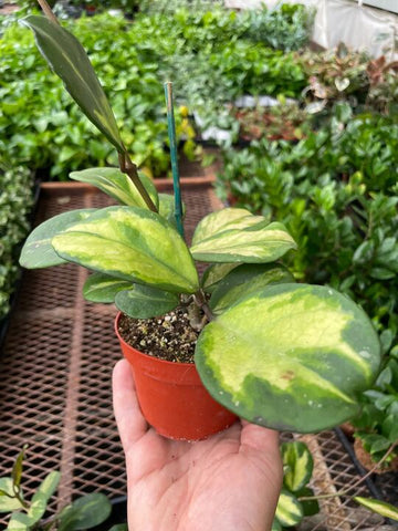 Hoya Obovata Reverse - Ethereal Company-4&quot; Plant