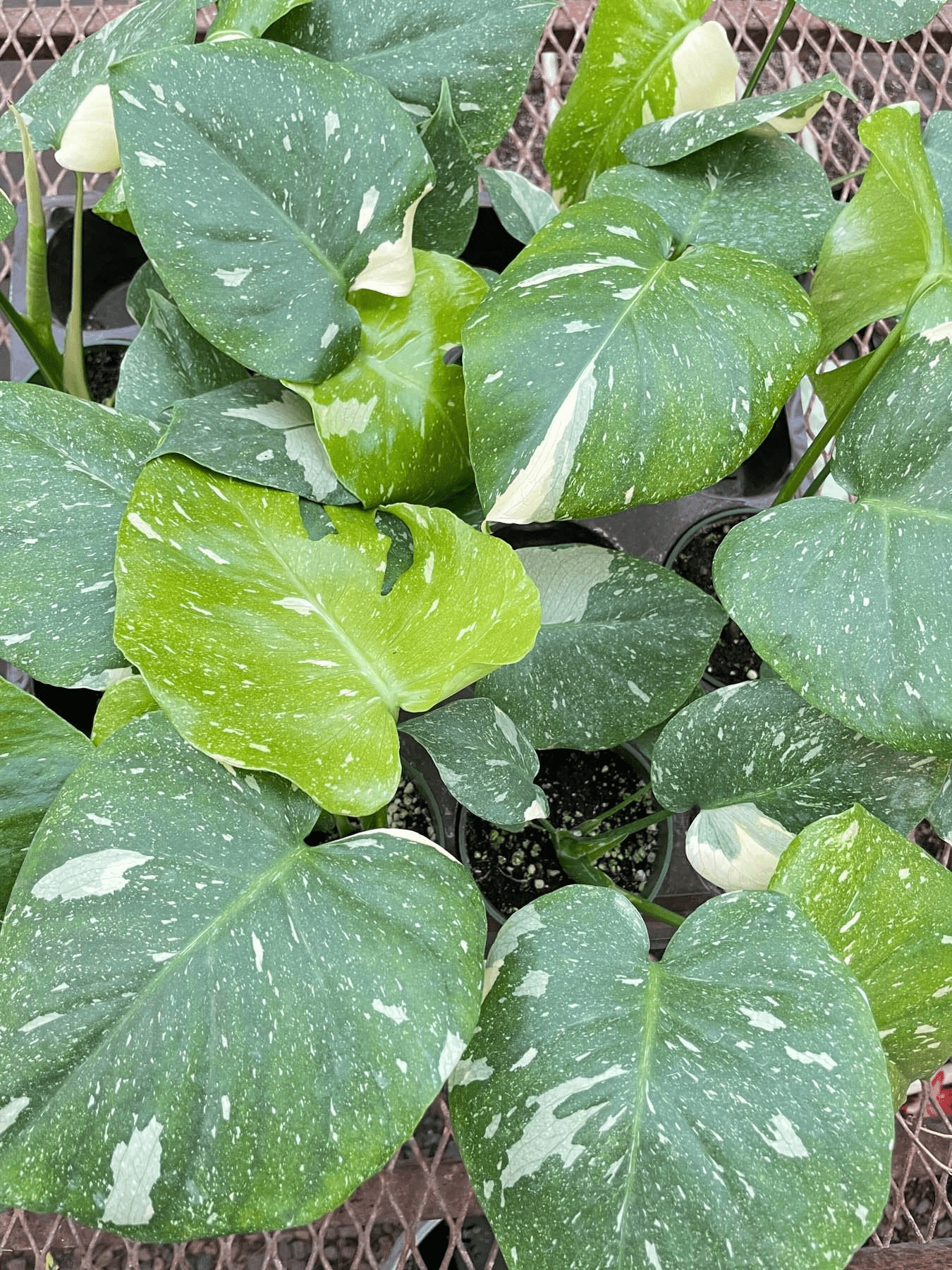 Monstera &