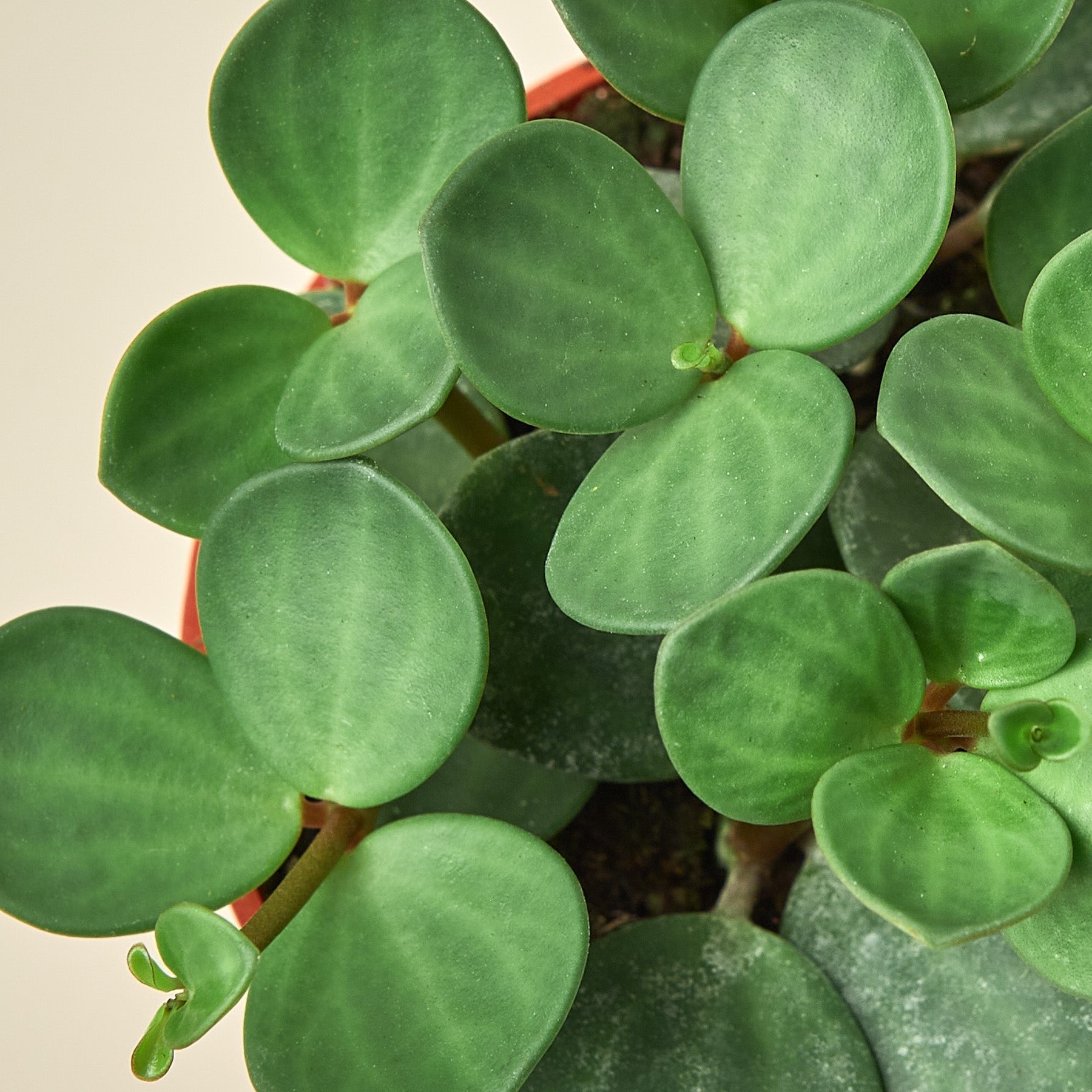 Peperomia &