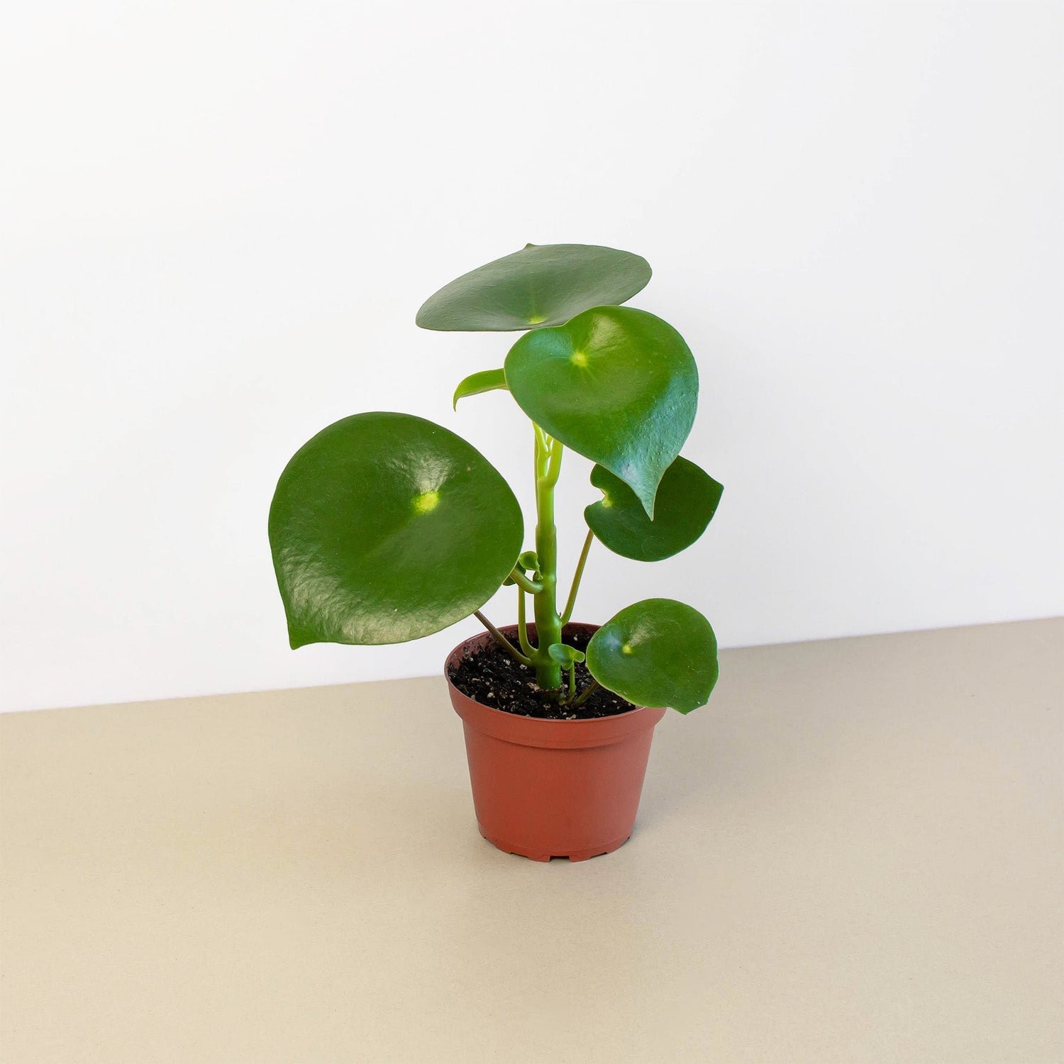 Peperomia &