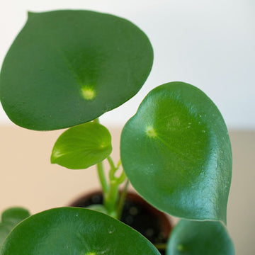 Peperomia &