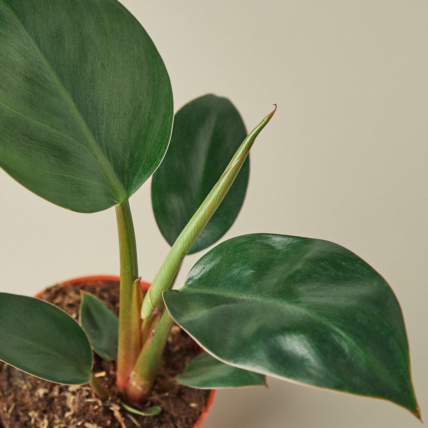 Philodendron &