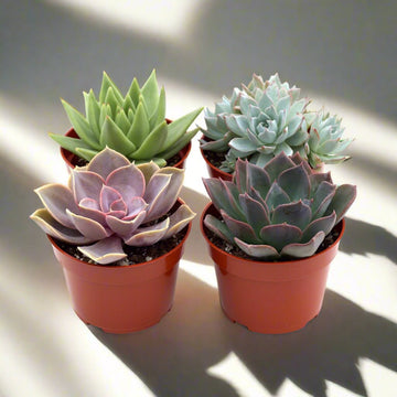 2&quot; Succulent Variety Packs - Ethereal Company