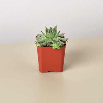 Succulent - 2.0&quot; Pot - Ethereal Company