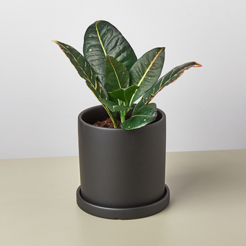 Matte Finish Cylinder Planter with Saucer - Ethereal Company