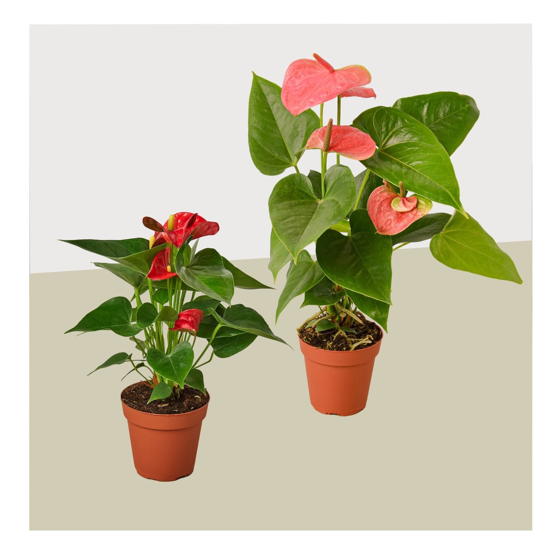 2 Anthurium Variety Pack- All Different Colors - 4&quot; Pots - Ethereal Company