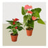 2 Anthurium Variety Pack- All Different Colors - 4" Pots - Ethereal Company
