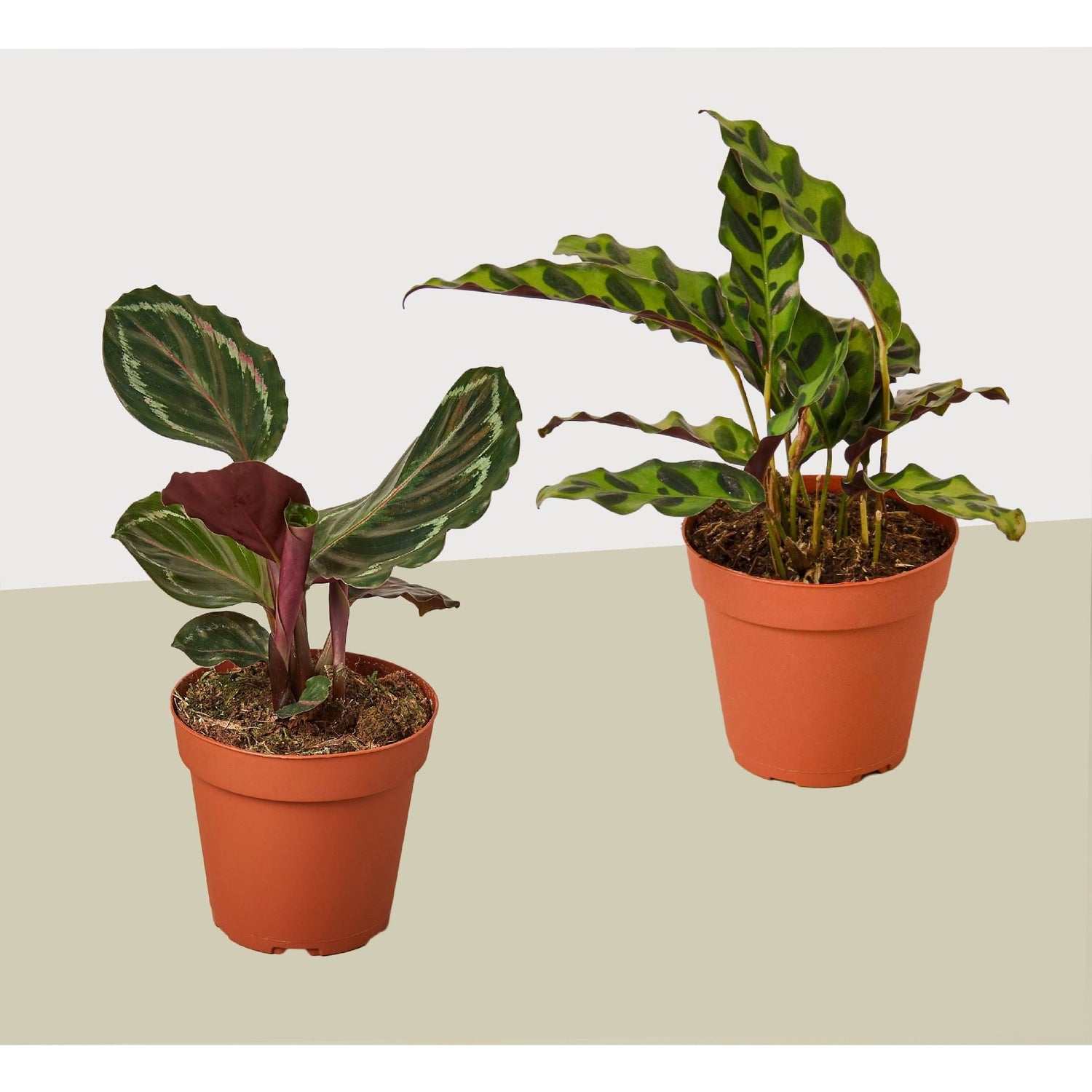 2 Calathea Plant Variety Pack - 4&quot; Pots - Live Houseplant - Ethereal Company