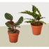 2 Calathea Plant Variety Pack - 4" Pots - Live Houseplant - Ethereal Company