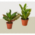 2 Croton Variety Pack / 4" Pot / Live Plant / House Plant - Ethereal Company