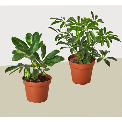 2 Different Schefflera Plants Variety Pack- Live House Plant - FREE Care Guide - Ethereal Company