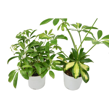 2 Different Schefflera Plants Variety Pack- Live House Plant - FREE Care Guide - Ethereal Company