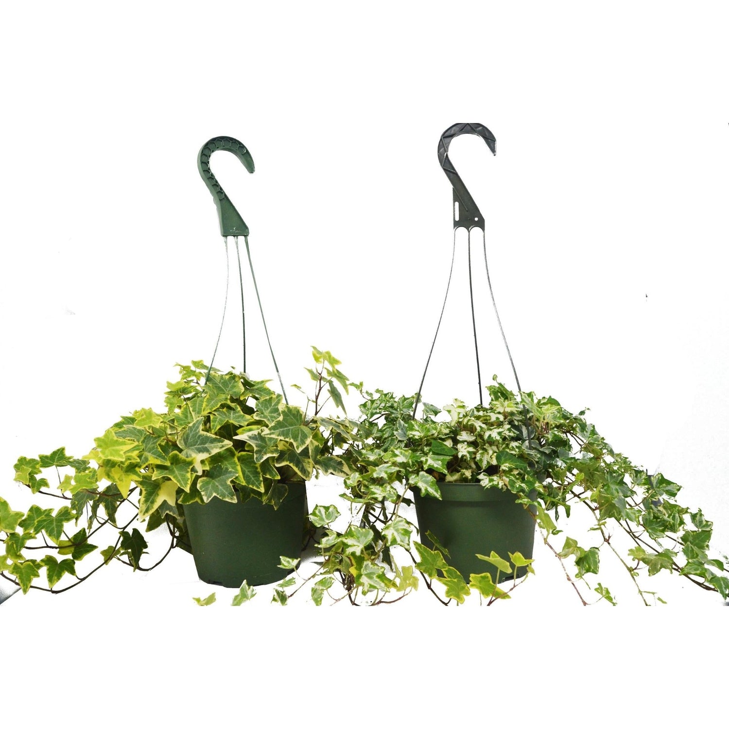 2 English Ivy Variety Pack 6&quot; Hanging Pot - Ethereal Company