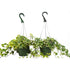 2 English Ivy Variety Pack 6" Hanging Pot - Ethereal Company