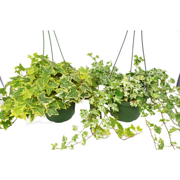 2 English Ivy Variety Pack 6&quot; Hanging Pot - Ethereal Company