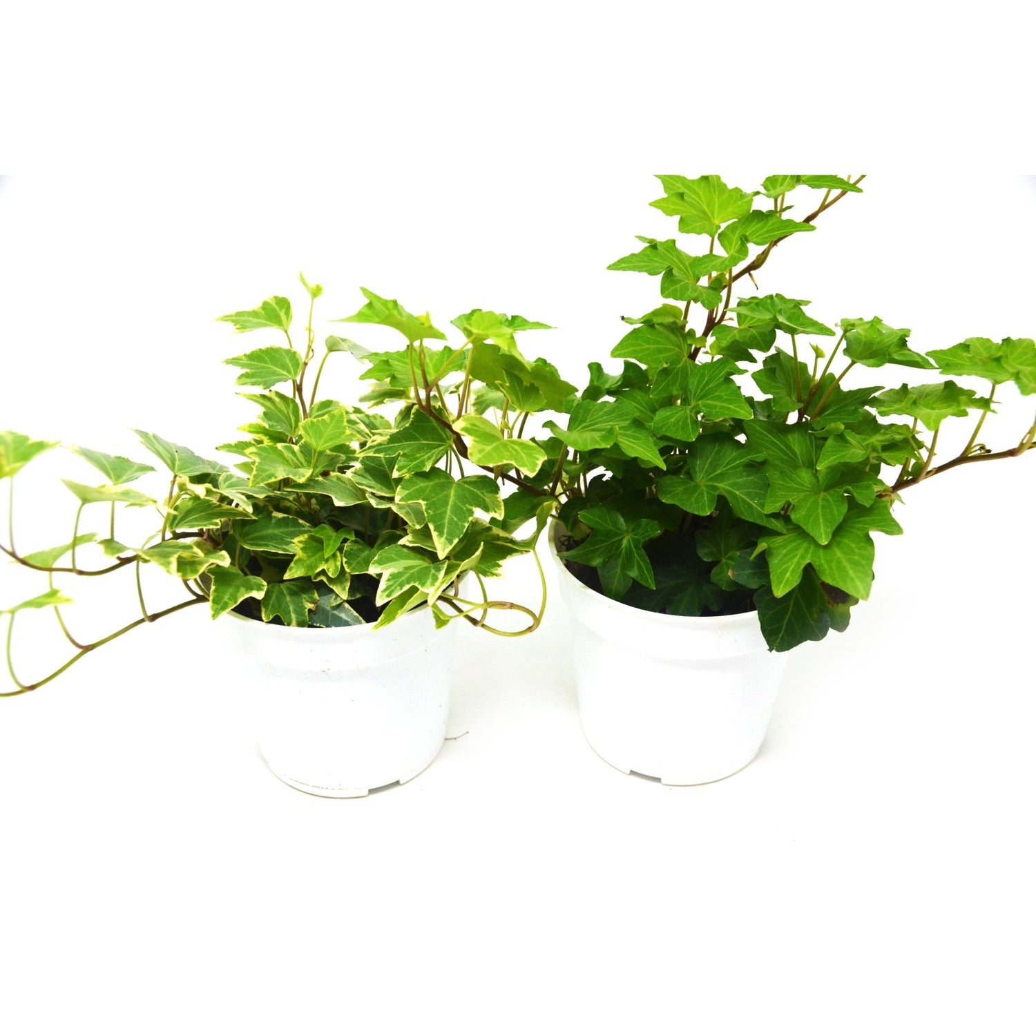 2 English Ivy Variety Pack - Live House Plant - FREE Care Guide - 4&quot; Pot - Ethereal Company